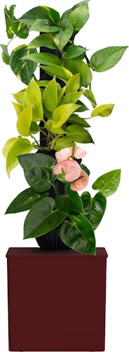 Tevatower Mini Smart Self-Watering Indoor Garden System for $63 + free shipping