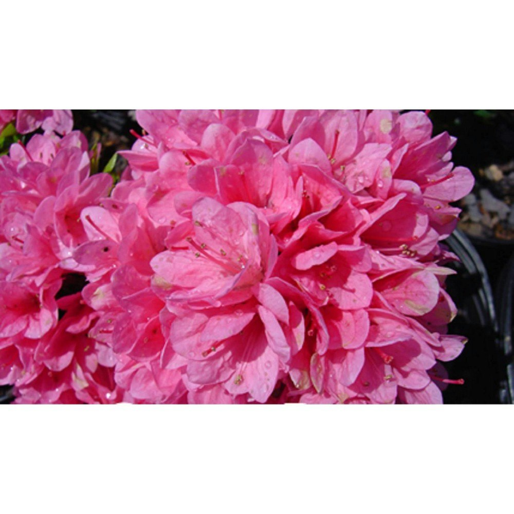 National Plant Network 2.5-Quart Coral Bell Azalea Plant: $24.49 National Plant Network 2.5-Quart Coral Bell Azalea Plant: $24.49