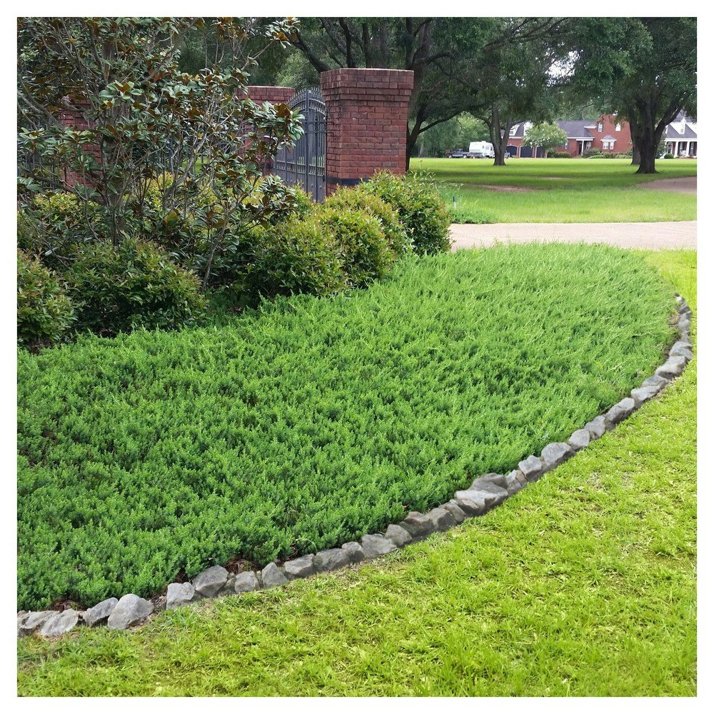 Blue Pacific Juniper 2.5-Quart Shrub: $19.99 Blue Pacific Juniper 2.5-Quart Shrub: $19.99