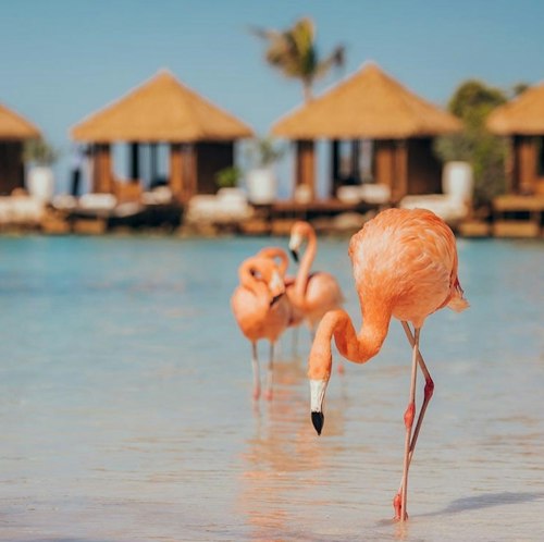 4-Night Aruba All-Inclusive Flight and Resort Vacation for From $3,898 for 2