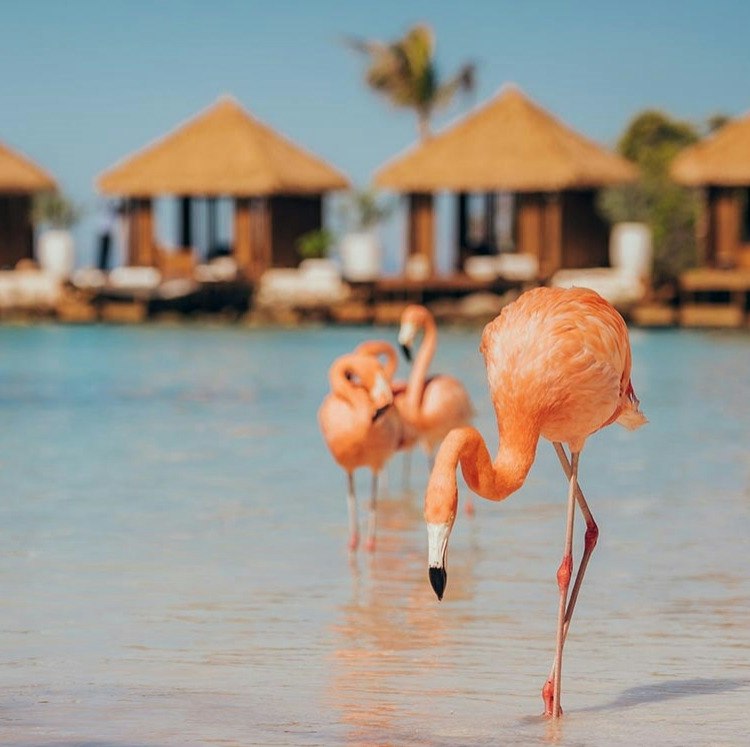 4-Night Aruba All-Inclusive Flight and Resort Vacation: From $3,898 for 2 4-Night Aruba All-Inclusive Flight and Resort Vacation: From $3,898 for 2