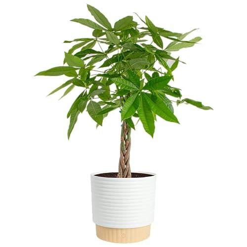 Costa Farms Money Tree Live Indoor Plant: $49.99 Costa Farms Money Tree Live Indoor Plant: $49.99
