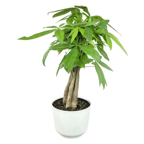 Altman Plants 1.5-Foot Money Tree in 6-Inch Pot: $28.78 Altman Plants 1.5-Foot Money Tree in 6-Inch Pot: $28.78