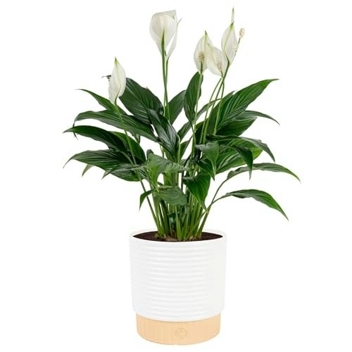 Costa Farms Peace Lily Indoor Plant in 6-Inch Pot: $33.32