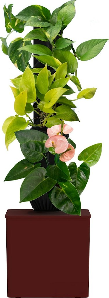 Tevatower Mini Smart Self-Watering Indoor Garden System: $52