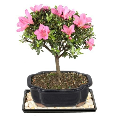 Brussel's Bonsai Medium Satsuki Azalea Outdoor Bonsai Tree: $39.94 Brussel's Bonsai Medium Satsuki Azalea Outdoor Bonsai Tree: $39.94