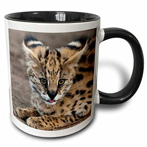 3dRose Serval Cat 11oz Two-Tone Mug: $11.65 3dRose Serval Cat 11oz Two-Tone Mug: $11.65