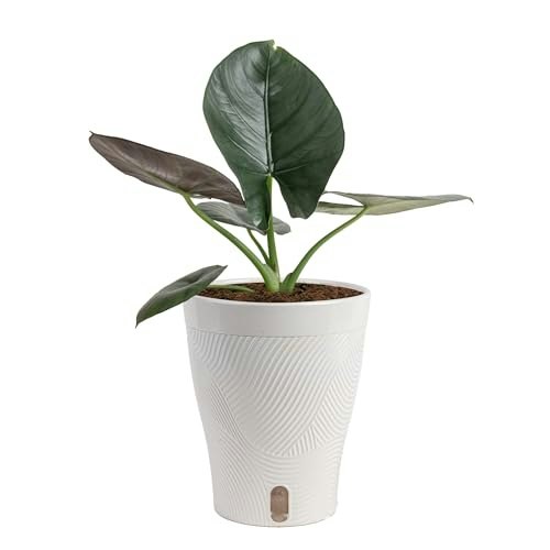 Costa Farms Alocasia Indoor Plant: $27