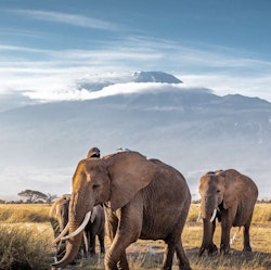 8-Night Kenya Guided Safari Tour Vacation for From $11,468 for 2