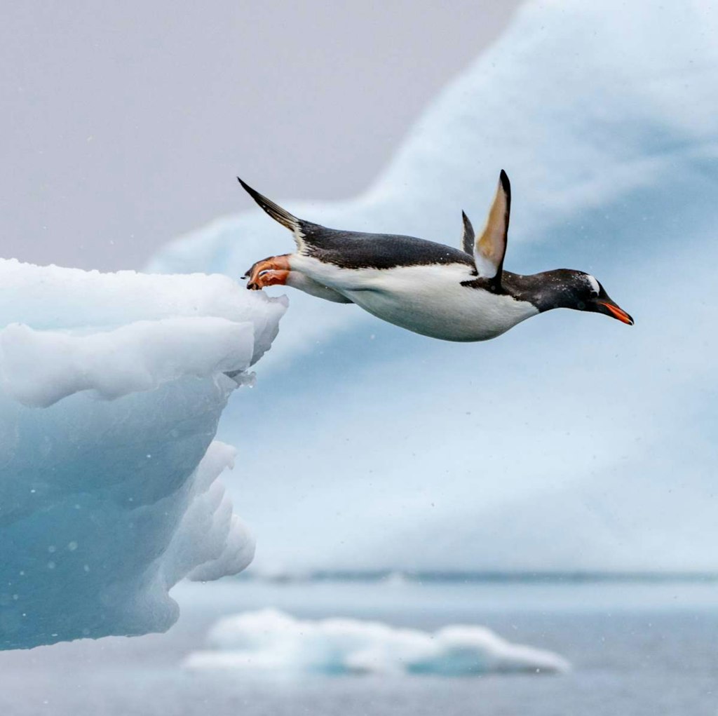 Seabourn 11-Day Antarctica Expedition Cruise w/ Zodiac Excursions: From $31,996 for 2 Seabourn 11-Day Antarctica Expedition Cruise w/ Zodiac Excursions: From $31,996 for 2