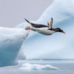 Seabourn 11-Day Antarctica Expedition Cruise w/ Zodiac Excursions for From $31,996 for 2