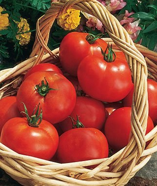 Burpee Early Girl Hybrid Slicing Tomato Seeds 125-Pack: $12.99