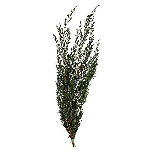 Vickerman 25-36\" Preserved Lepto Longifolia Greenery Bundle: $45.27 Vickerman 25-36\" Preserved Lepto Longifolia Greenery Bundle: $45.27