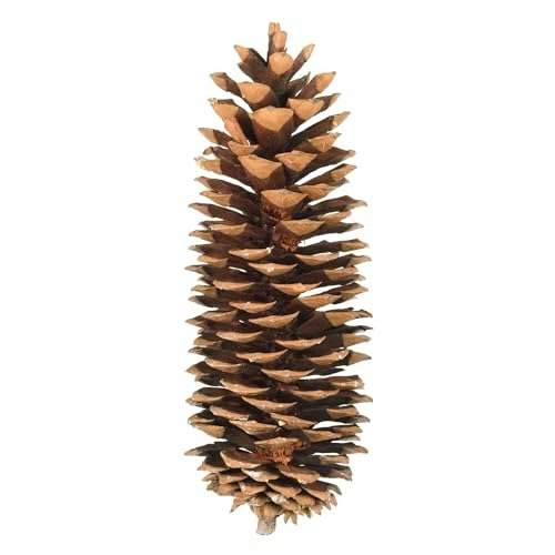 Vickerman 9.5-10-Inch Sugar Pinecones 7-Pack: $57.58 Vickerman 9.5-10-Inch Sugar Pinecones 7-Pack: $57.58
