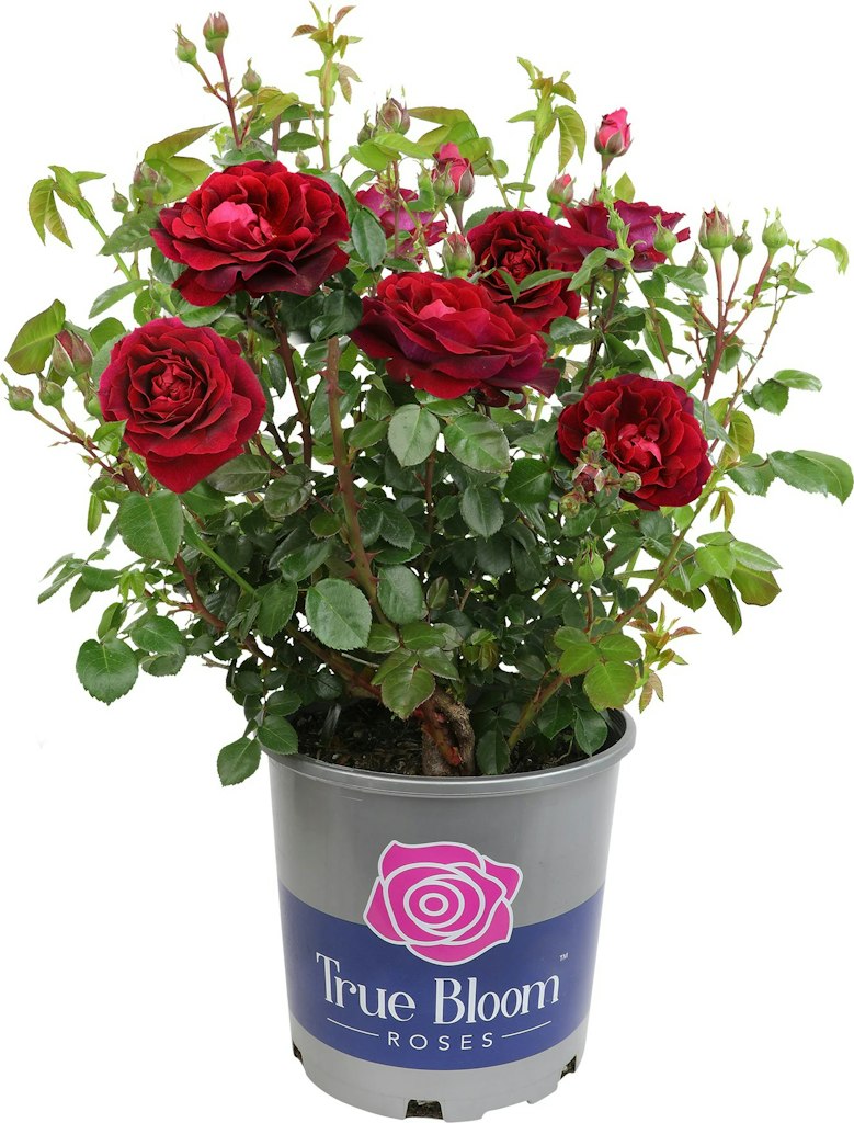 True Bloom Rose Plant Deals at Lowe's: Extra 20% off