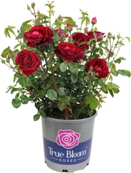 True Bloom Rose Plant Deals at Lowe's: Extra 20% off + free shipping