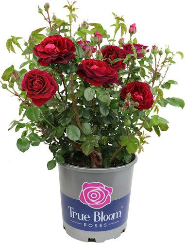 True Bloom Rose Plant Deals at Lowe's: Extra 20% off + free shipping