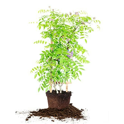 Perfect Plants Amethyst Falls Wisteria 2-Gallon Live Vine: $40.84 Perfect Plants Amethyst Falls Wisteria 2-Gallon Live Vine: $40.84