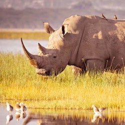 6-Night Kenya Flight, Hotel, and Safari Tour Vacation for From $9,598 for 2