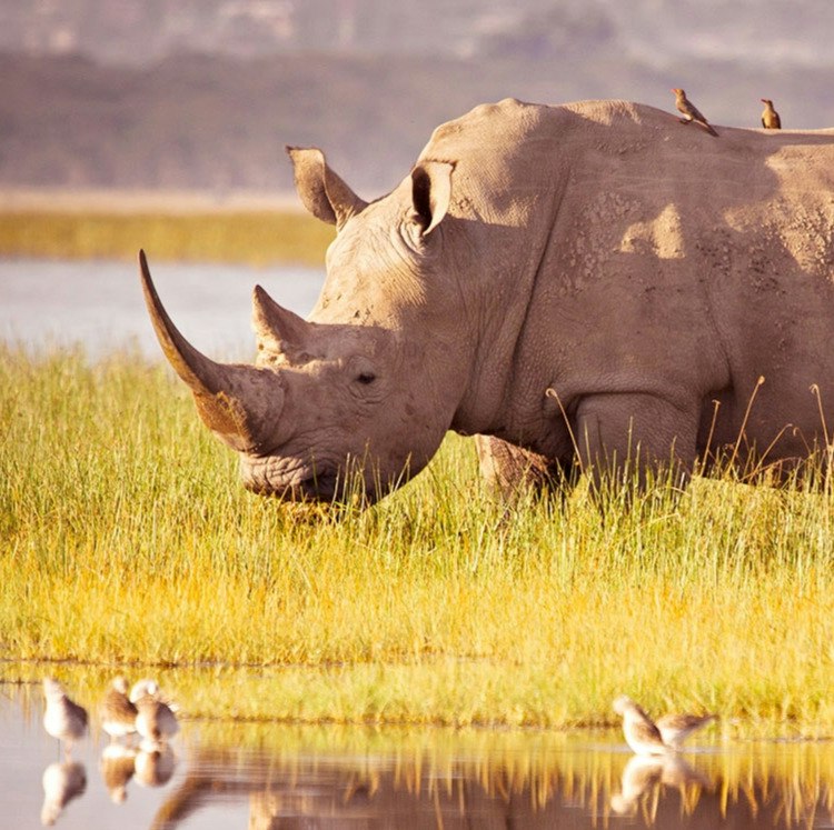 6-Night Kenya Flight, Hotel, and Safari Tour Vacation: From $9,598 for 2