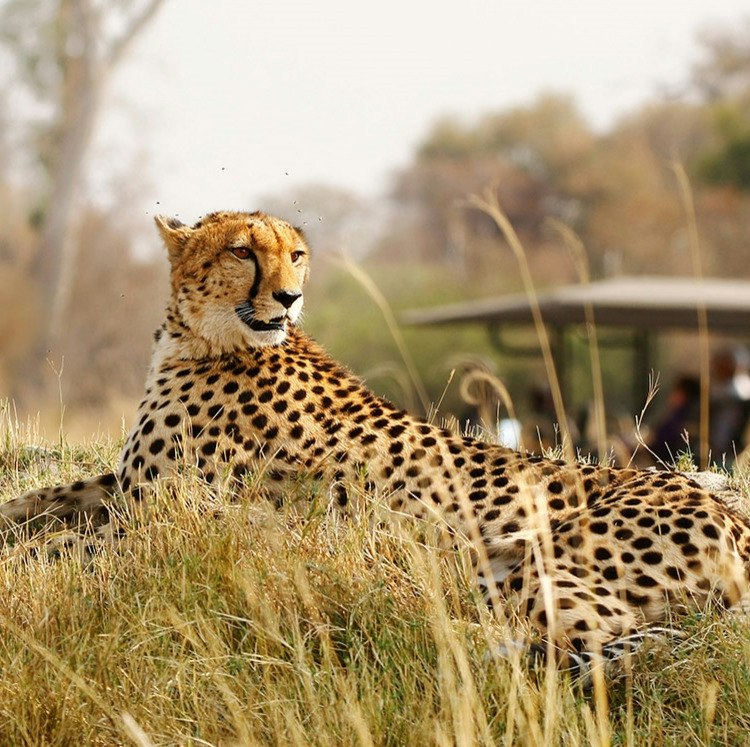 9-Night South Africa Flight, Hotel, and Safari Tour Vacation: From $5,798 for 2 9-Night South Africa Flight, Hotel, and Safari Tour Vacation: From $5,798 for 2