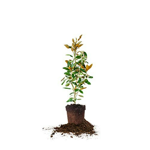 Perfect Plants Bracken's Brown Magnolia Tree: $54.93 Perfect Plants Bracken's Brown Magnolia Tree: $54.93