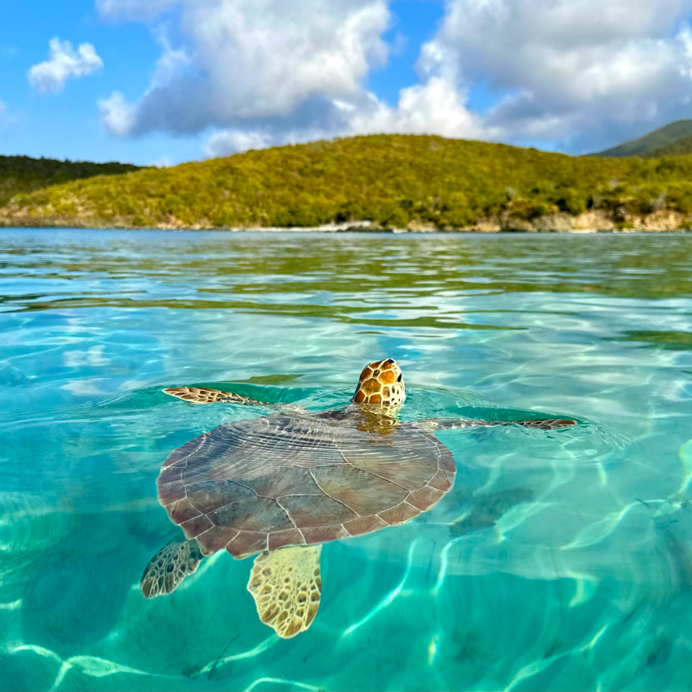 Norwegian 7-Night Caribbean Cruise: From $1,638 for 2 Norwegian 7-Night Caribbean Cruise: From $1,638 for 2