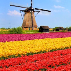 Avalon Waterways 7-Night Tulip Time River Cruise for From $8,652 for 2