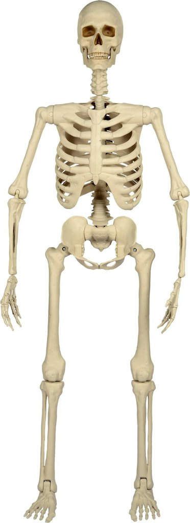 Haunted Living 5-Foot Ultra Posable Skeleton Halloween Decoration: $30