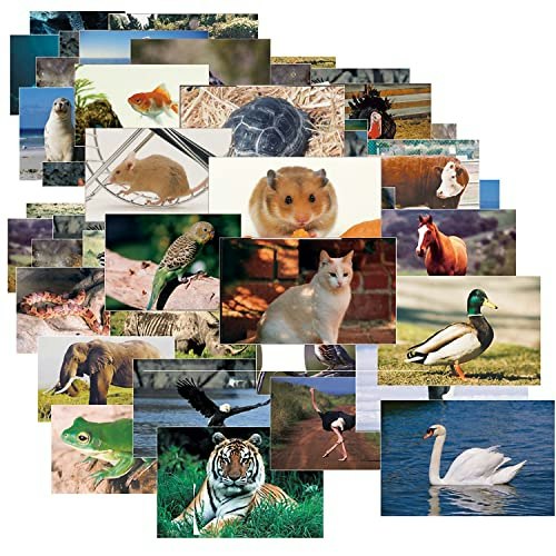Stages Learning Materials Toddler Animal and Insect Poster Set 48-Pack: $56.47 Stages Learning Materials Toddler Animal and Insect Poster Set 48-Pack: $56.47