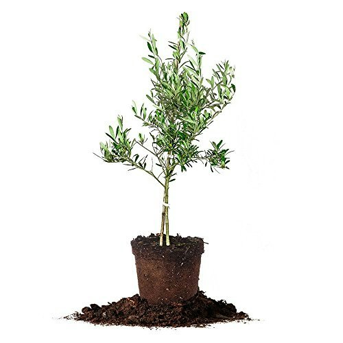 Perfect Plants 2-3ft Arbequina Olive Tree: $38.24