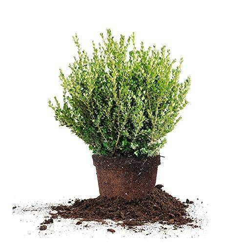 Perfect Plants Wintergreen Boxwood 7-Gallon Live Plant: $76.27 Perfect Plants Wintergreen Boxwood 7-Gallon Live Plant: $76.27