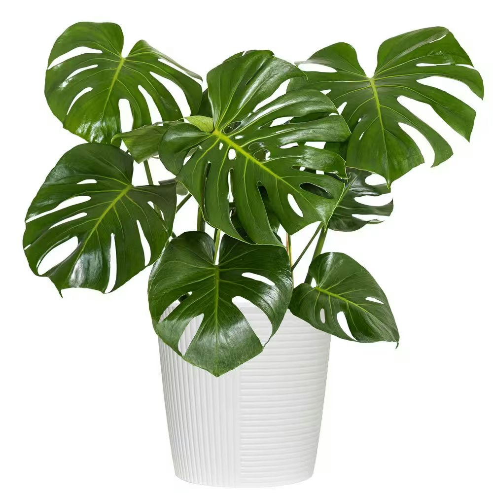 United Nursery Swiss Cheese Monstera Deliciosa Plant in 10" Pot: $30