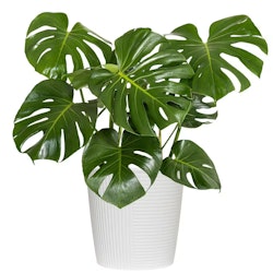 United Nursery Swiss Cheese Monstera Deliciosa Plant in 10" Pot for $30 + free shipping