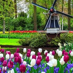 Avalon 7-Night Holland & Belgium Tulip Season Cruise for From $8,652 for 2