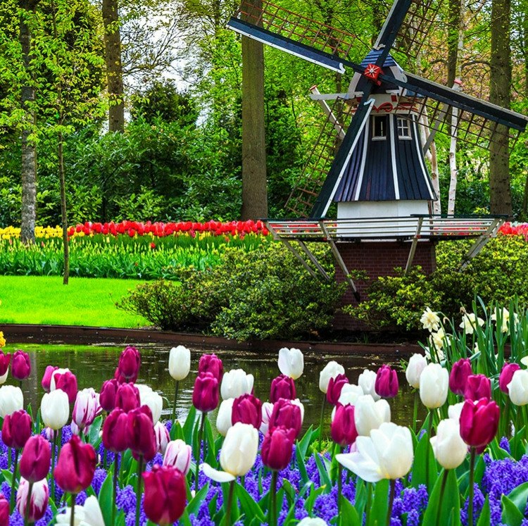 Avalon 7-Night Holland & Belgium Tulip Season Cruise: From $8,652 for 2