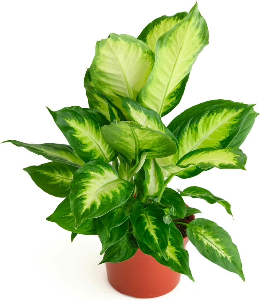 Shop Succulents Dieffenbachia Camille Live Indoor Plant: $21