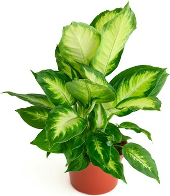 Shop Succulents Dieffenbachia Camille Live Indoor Plant for $21 + free shipping w/ Prime