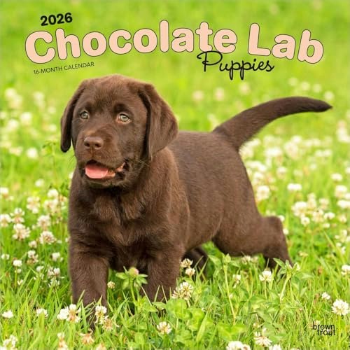 Chocolate Labrador Retriever Puppies 2026 Wall Calendar: $10.58 Chocolate Labrador Retriever Puppies 2026 Wall Calendar: $10.58