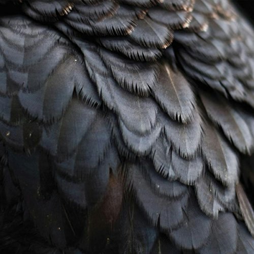 Bird: $18 Bird: $18
