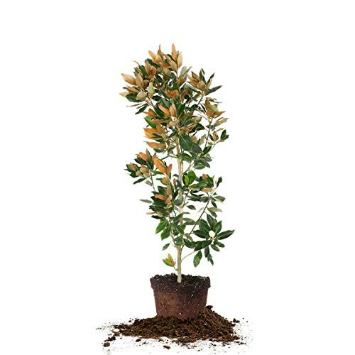 Perfect Plants Little Gem Magnolia Tree: $105.07 Perfect Plants Little Gem Magnolia Tree: $105.07