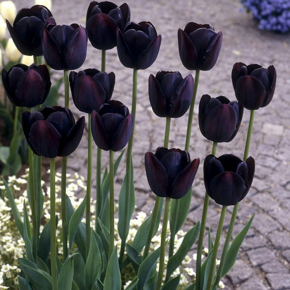 Van Zyverden Queen of Night Tulip Bulbs 12-Pack: $26.99 Van Zyverden Queen of Night Tulip Bulbs 12-Pack: $26.99