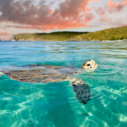 Norwegian 7-Night Caribbean Round-Trip Cruise From Miami for From $1,118 for 2