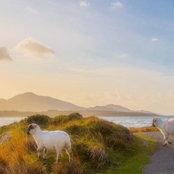 6-Night Ireland Flight, Hotel, Rail, and Tour Vacation for From $2,976 for 2