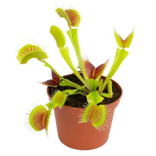 Plants for Pets Live Venus Flytrap Plant in 3-inch Pot: $23.95 Plants for Pets Live Venus Flytrap Plant in 3-inch Pot: $23.95