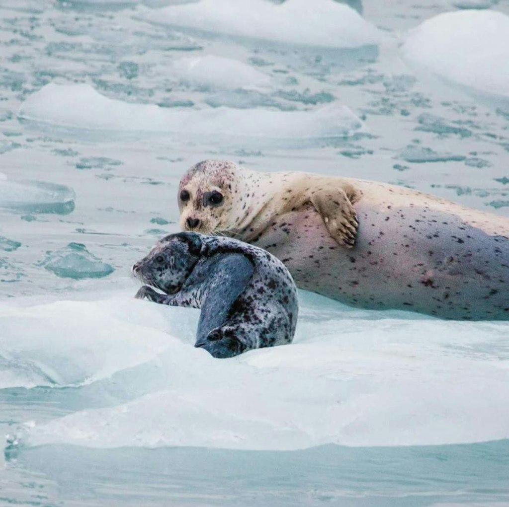 UnCruise Adventures 13-Night Alaska Coastal Cruise: From $22,400 for 2