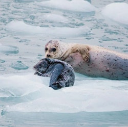 UnCruise Adventures 13-Night Alaska Coastal Cruise for From $22,400 for 2