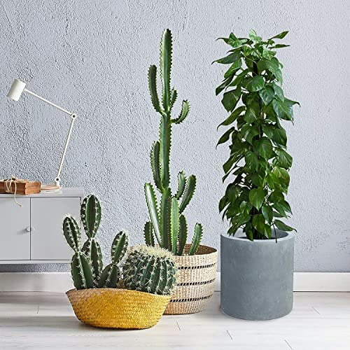 15.7-Inch Round Charcoal Concrete and Fiberglass Planter: $106.57 15.7-Inch Round Charcoal Concrete and Fiberglass Planter: $106.57