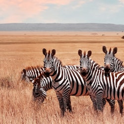 9-Night Kenya & Tanzania Flight, Hotel, and Safari Tour Vacation for From $13,598 for 2