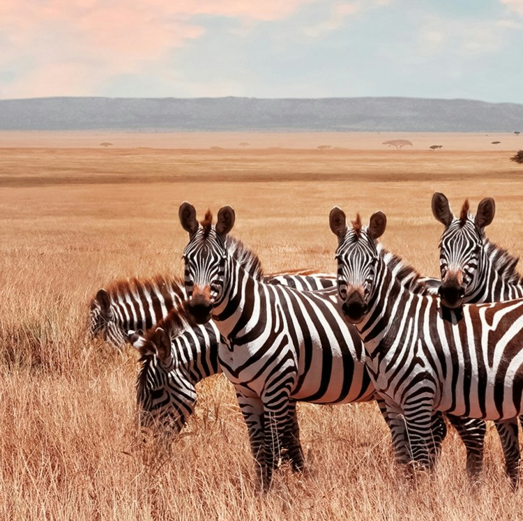 9-Night Kenya & Tanzania Flight, Hotel, and Safari Tour Vacation: From $13,598 for 2
